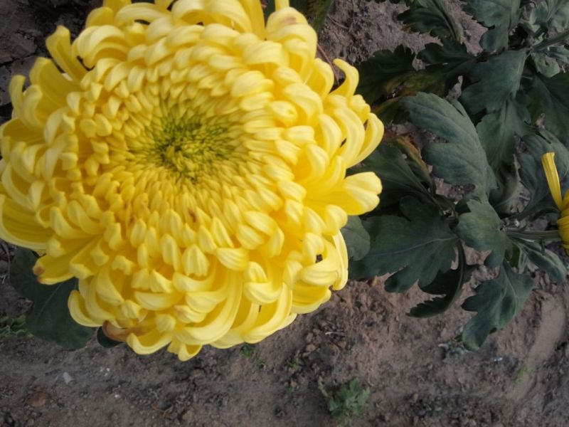 菊花布展组摆专用正常花期