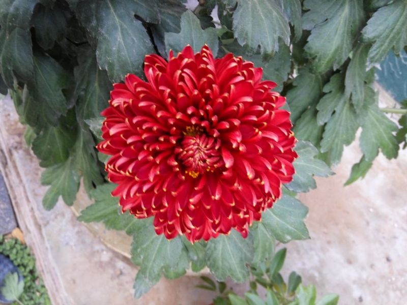 菊花布展组摆专用正常花期