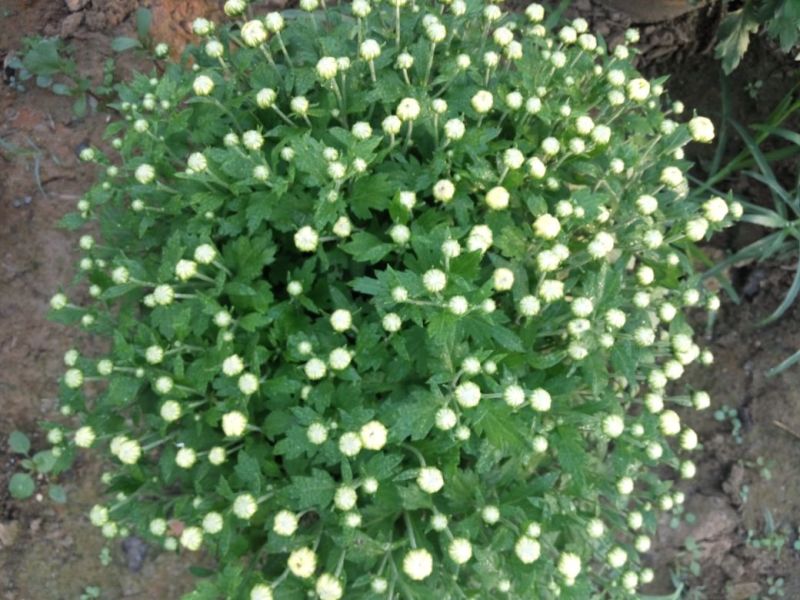 菊花布展组摆专用正常花期