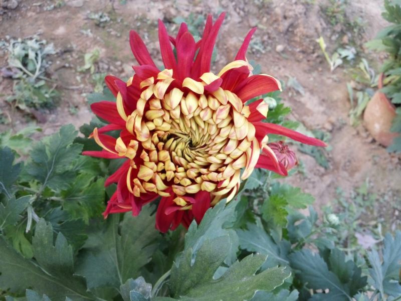 菊花布展组摆专用正常花期