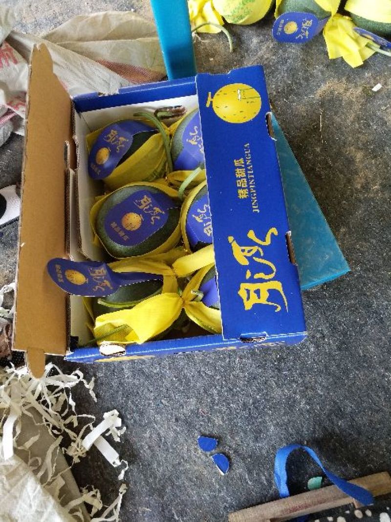 大量上市)山东莘县25号哈密瓜产地直供耐运输