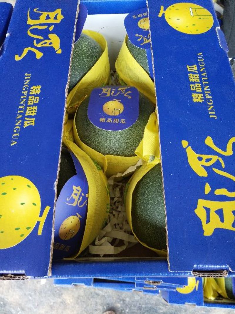 大量上市)山东莘县25号哈密瓜产地直供耐运输