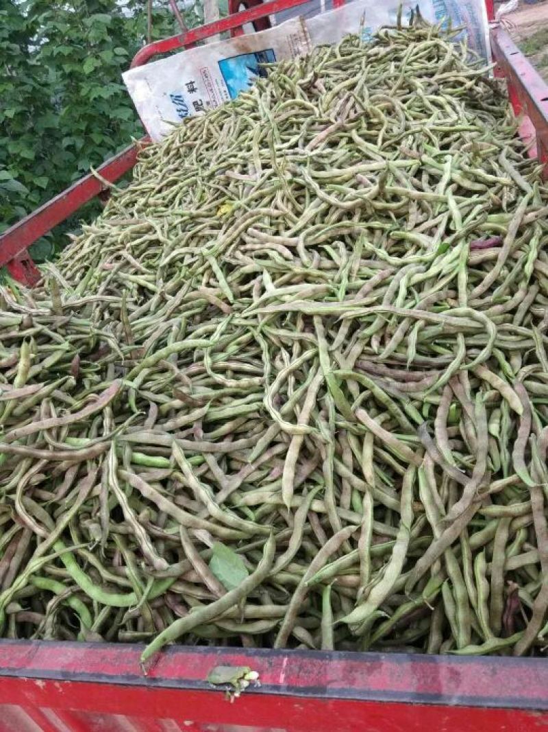 架豆15~20cm