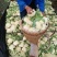 有机花菜