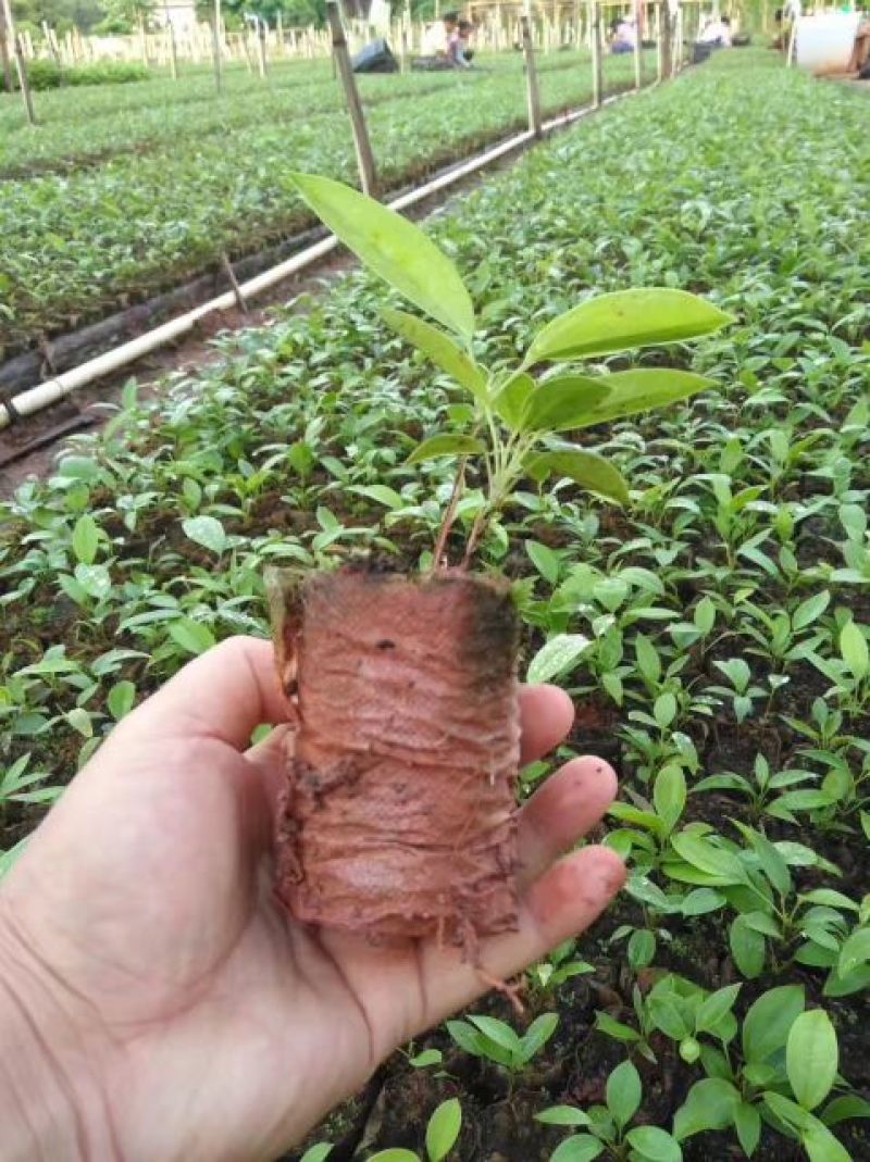 土茯苓苗中药材培育基地