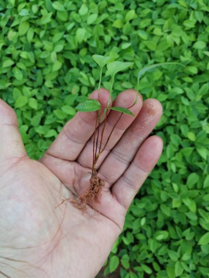 土茯苓苗中药材培育基地