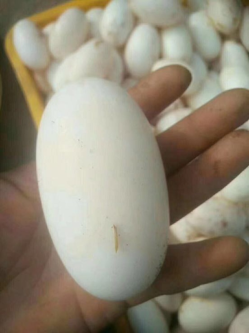 鳄鱼蛋