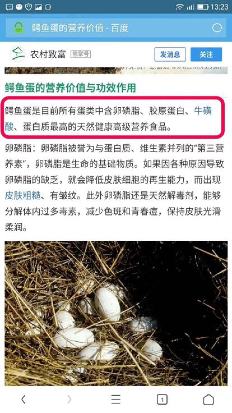 鳄鱼蛋