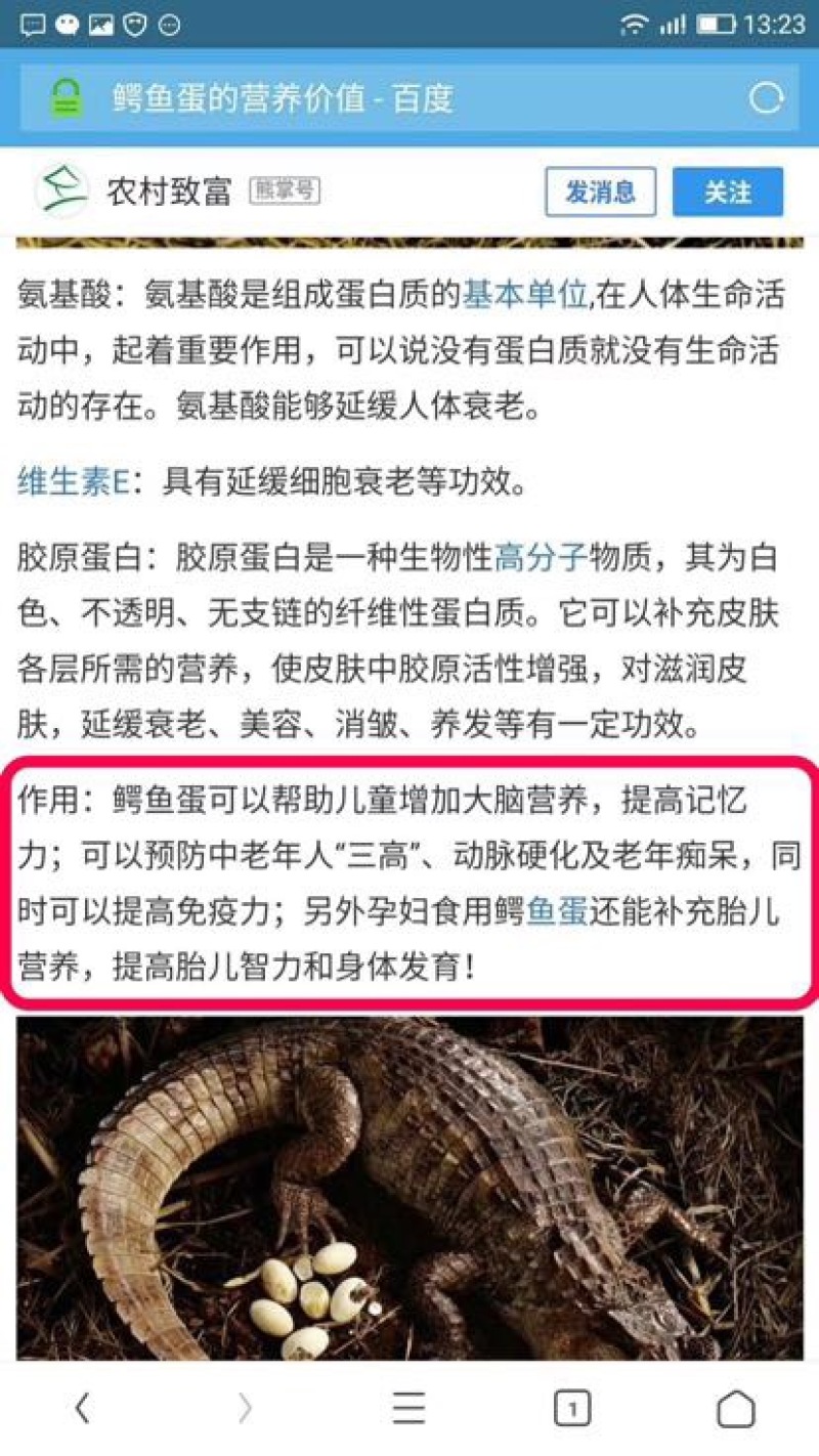 鳄鱼蛋