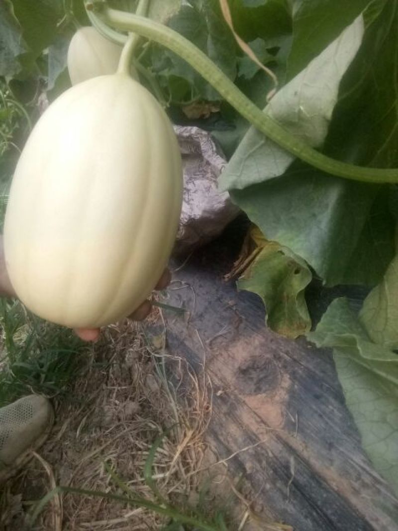 东方蜜1号甜瓜1斤以上