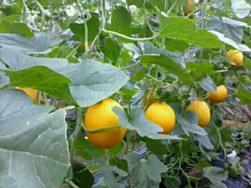 久红瑞2斤以上