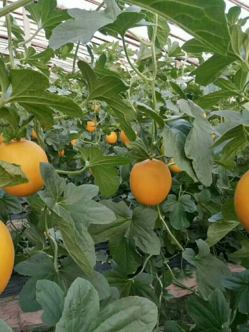 久红瑞2斤以上