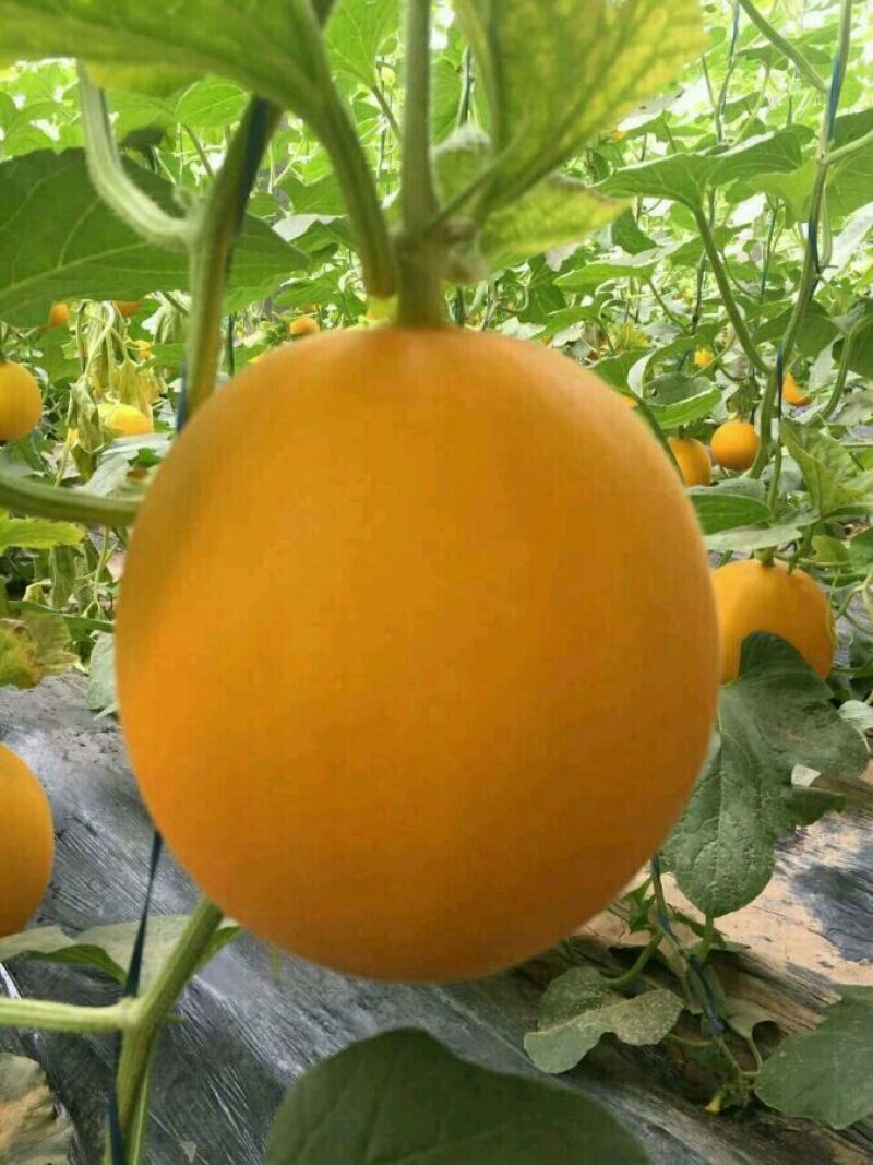 久红瑞2斤以上