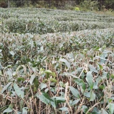 提供原种单枞水仙茶，嫩叶，无施人工化学肥