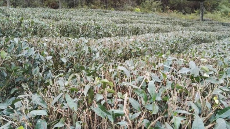 提供原种单枞水仙茶，嫩叶，无施人工化学肥