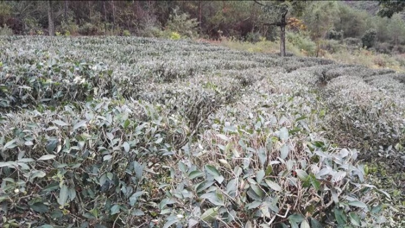 提供原种单枞水仙茶，嫩叶，无施人工化学肥