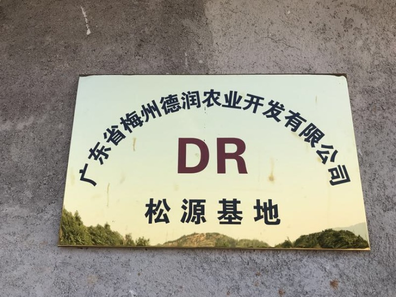 提供原种单枞水仙茶，嫩叶，无施人工化学肥
