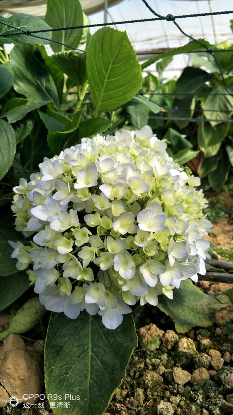 八仙花种苗昆明呈贡区斗南基地直销常年供应量大从优欢迎选