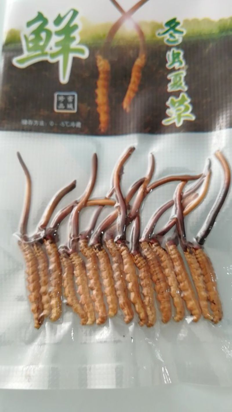 冬虫夏草袋装