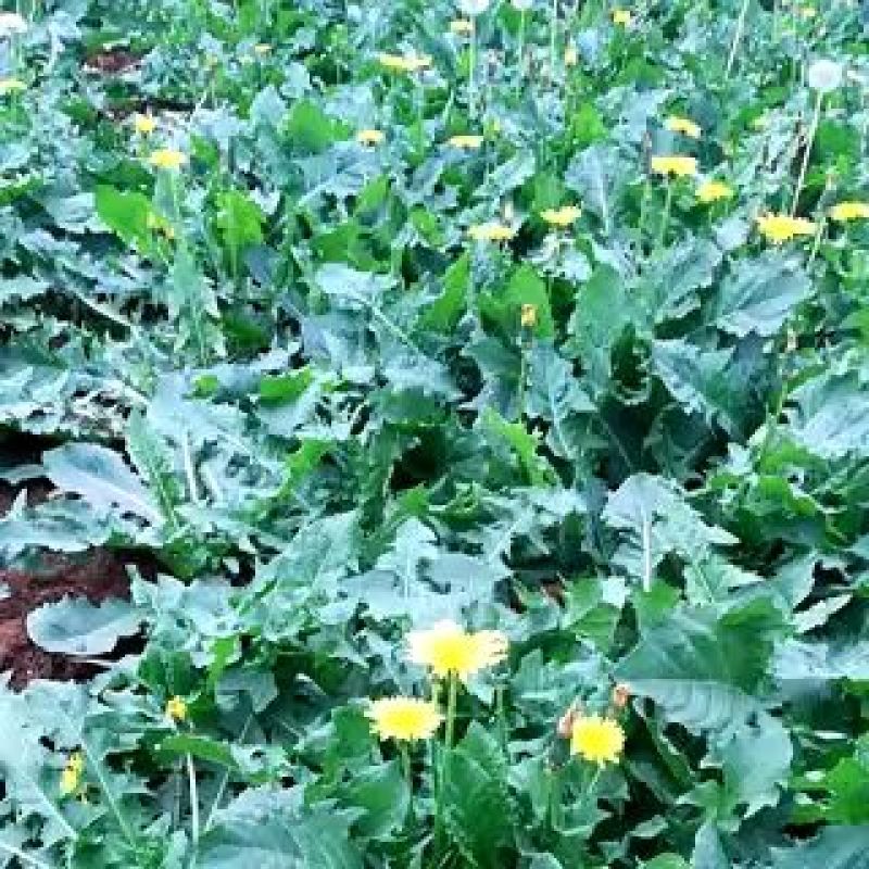 蒲公英25cm以上