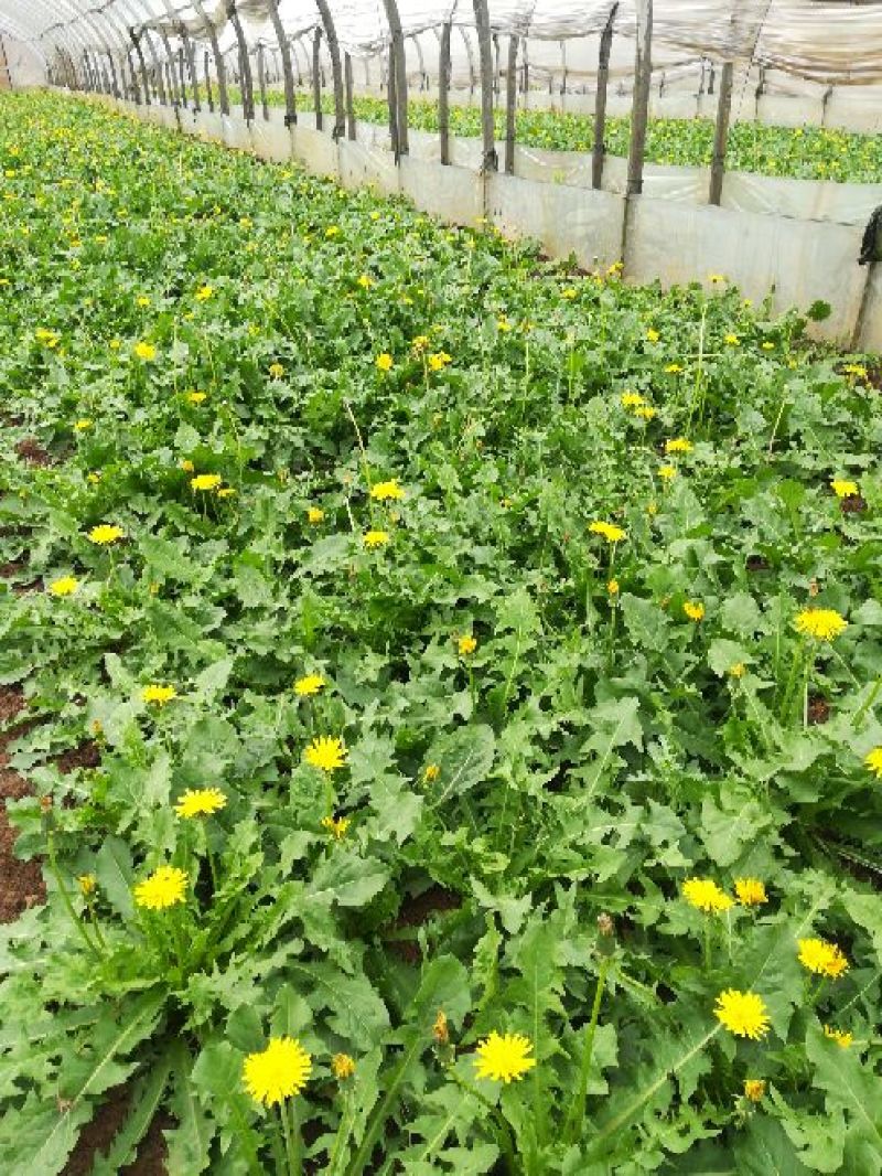 蒲公英25cm以上