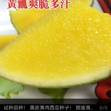 黄瓤西瓜种子