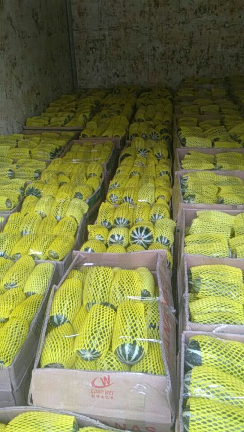 博洋9号甜瓜统货0.5斤以上