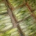 博洋9号甜瓜统货0.5斤以上