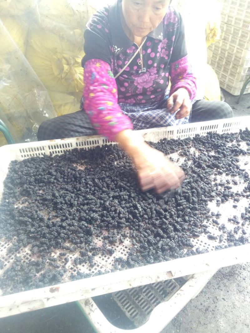 桑葚干一级粒粒精选质量保证