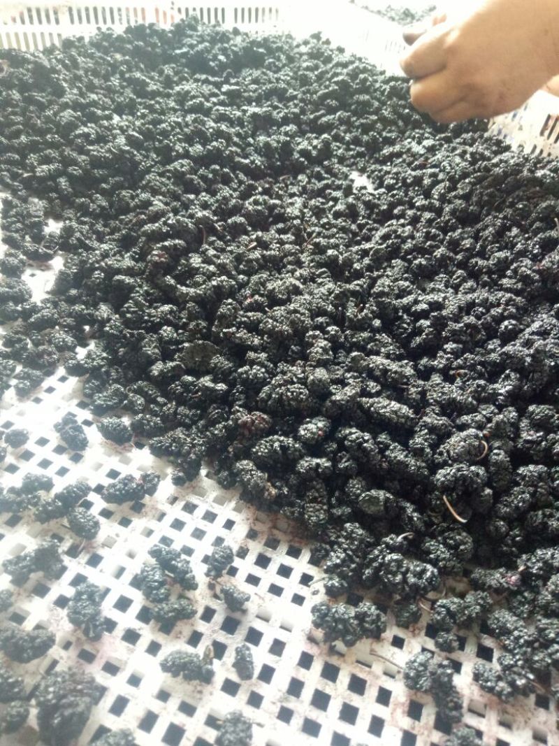 桑葚干一级粒粒精选质量保证