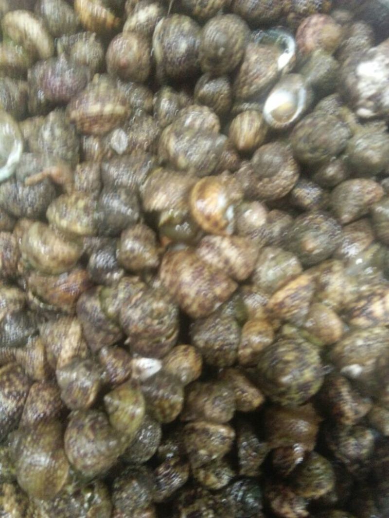 芝麻螺海礁螺近海小船、