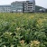 杨梅苗品质优良、量大从优、嫁接苗纯度达95%
