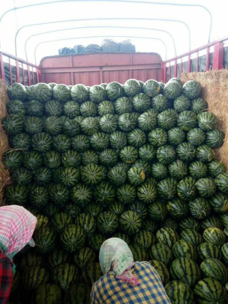 定边甜王西瓜大量供应，价格便宜，物美价廉