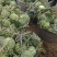 8424西瓜5斤打底8成熟1茬