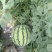 8424西瓜5斤打底8成熟1茬