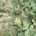 8424西瓜5斤打底8成熟1茬