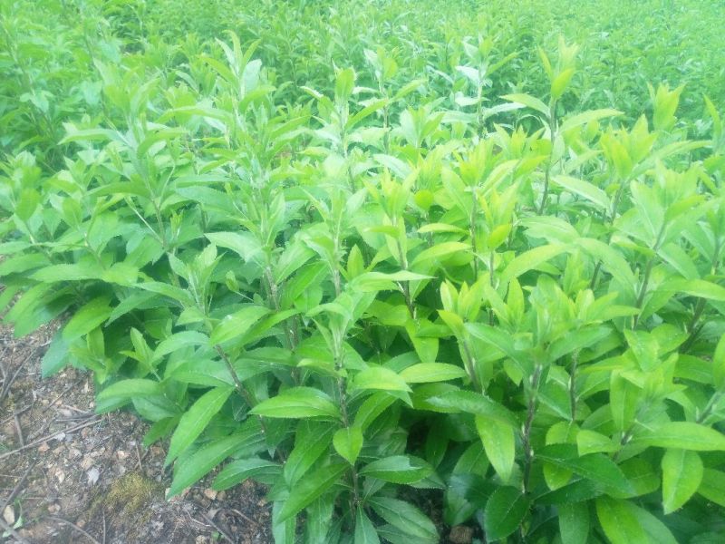 朱沙点南苍术（茅苍术）鲜货