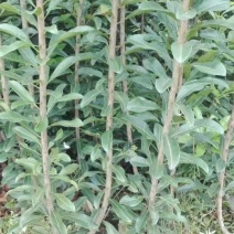 杨梅苗50~80cm