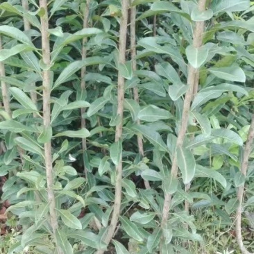 杨梅苗50~80cm