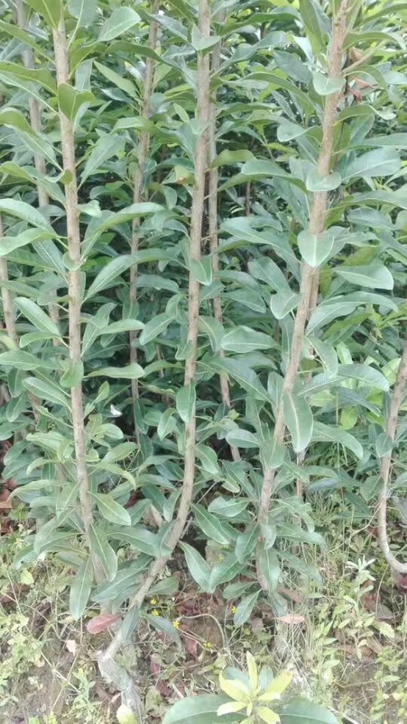 杨梅苗50~80cm