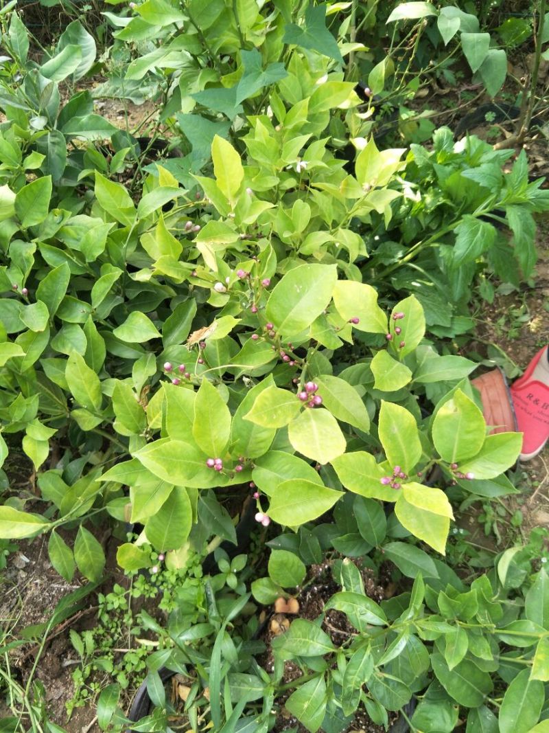 其它柠檬