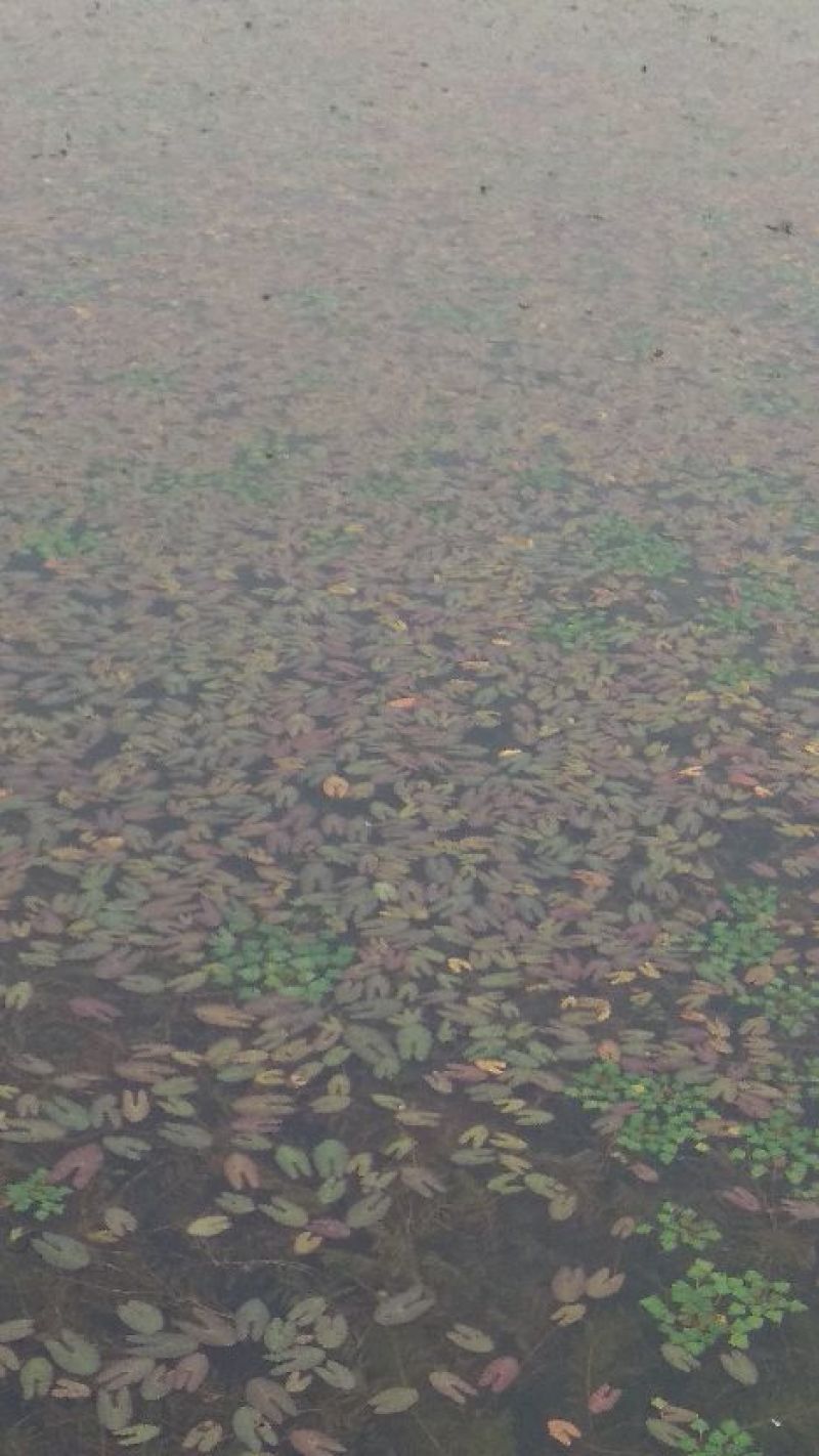 芡实米芡实种孑