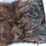 芡实米芡实种孑