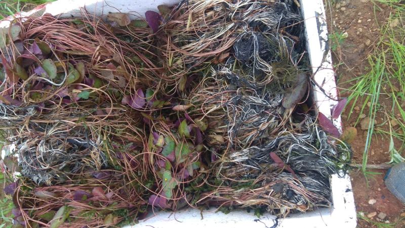 芡实米芡实种孑