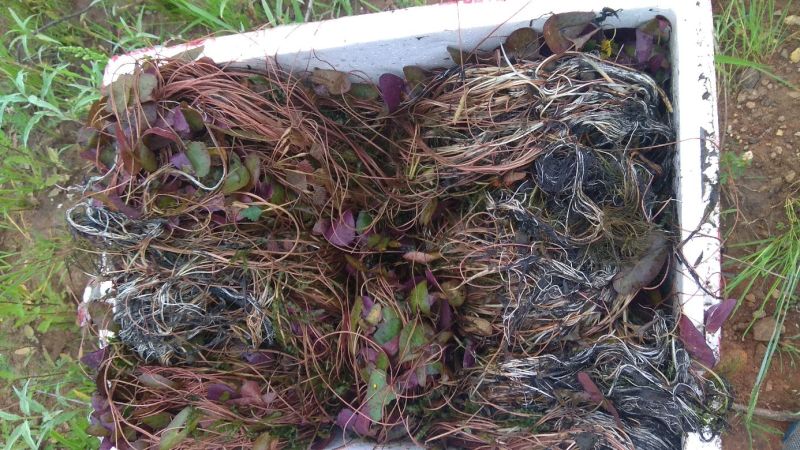 芡实米芡实种孑
