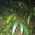 路边姜姜花
