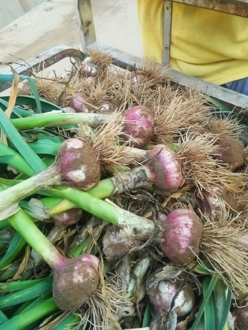 紫皮大蒜，鲜大蒜湿大蒜混级统货优质大蒜，颜色鲜亮