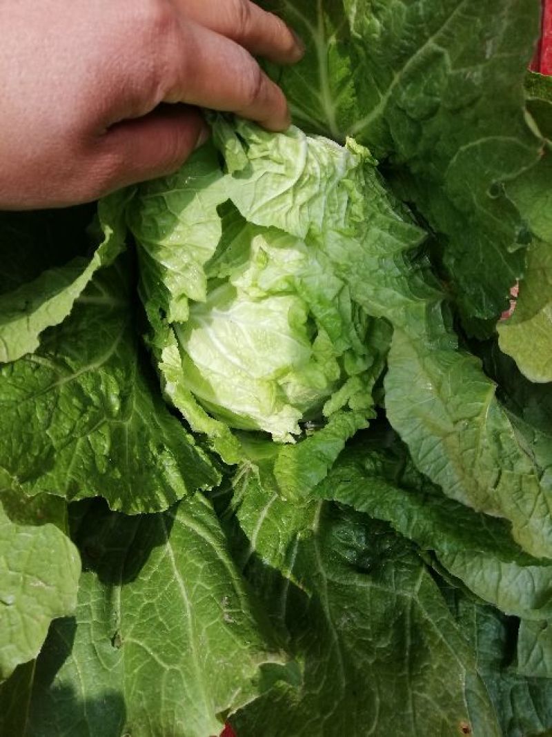 甘肃高原夏菜-临洮黄心大白菜，价格便宜大量供应，全国发货