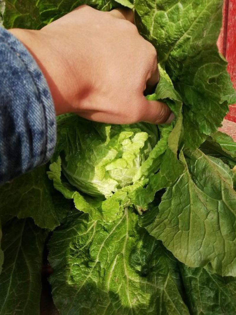 甘肃高原夏菜-临洮黄心大白菜，价格便宜大量供应，全国发货