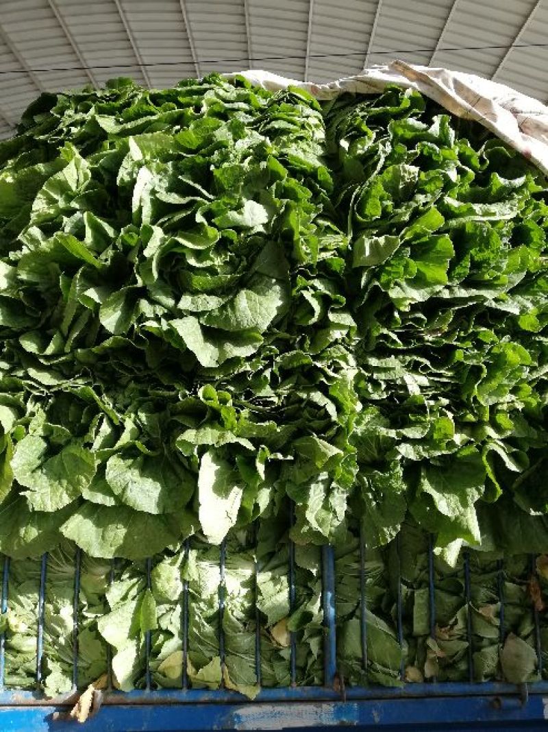 甘肃高原夏菜-临洮黄心大白菜，价格便宜大量供应，全国发货